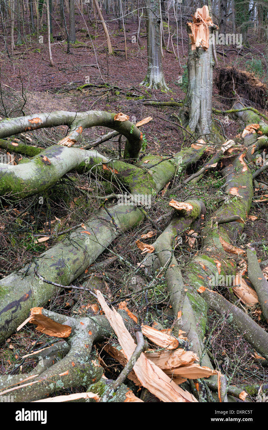 Hêtre Fagus sylvatica déracinés par le vent Banque D'Images