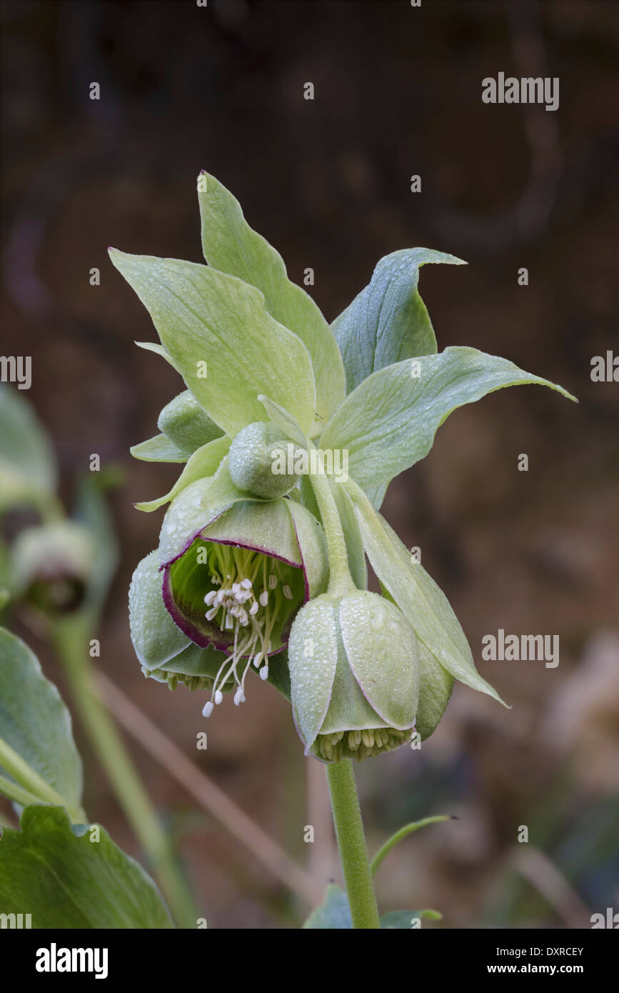 Helleborus foetidus hellébore fétide, fleurs Banque D'Images