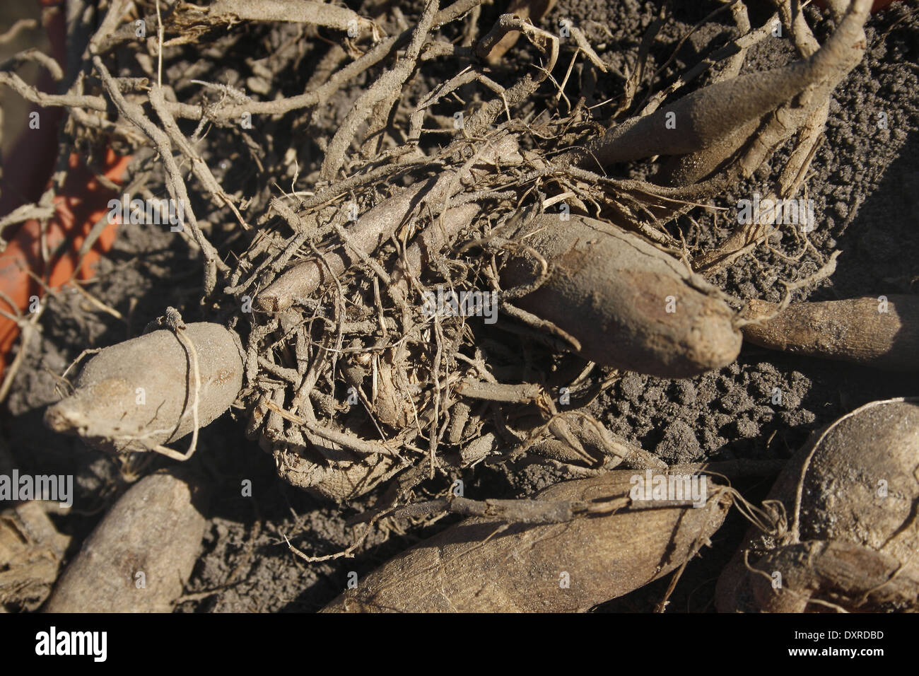 Tubercules Racine's Tubercules Et Racines Banque d'image et photos - Alamy