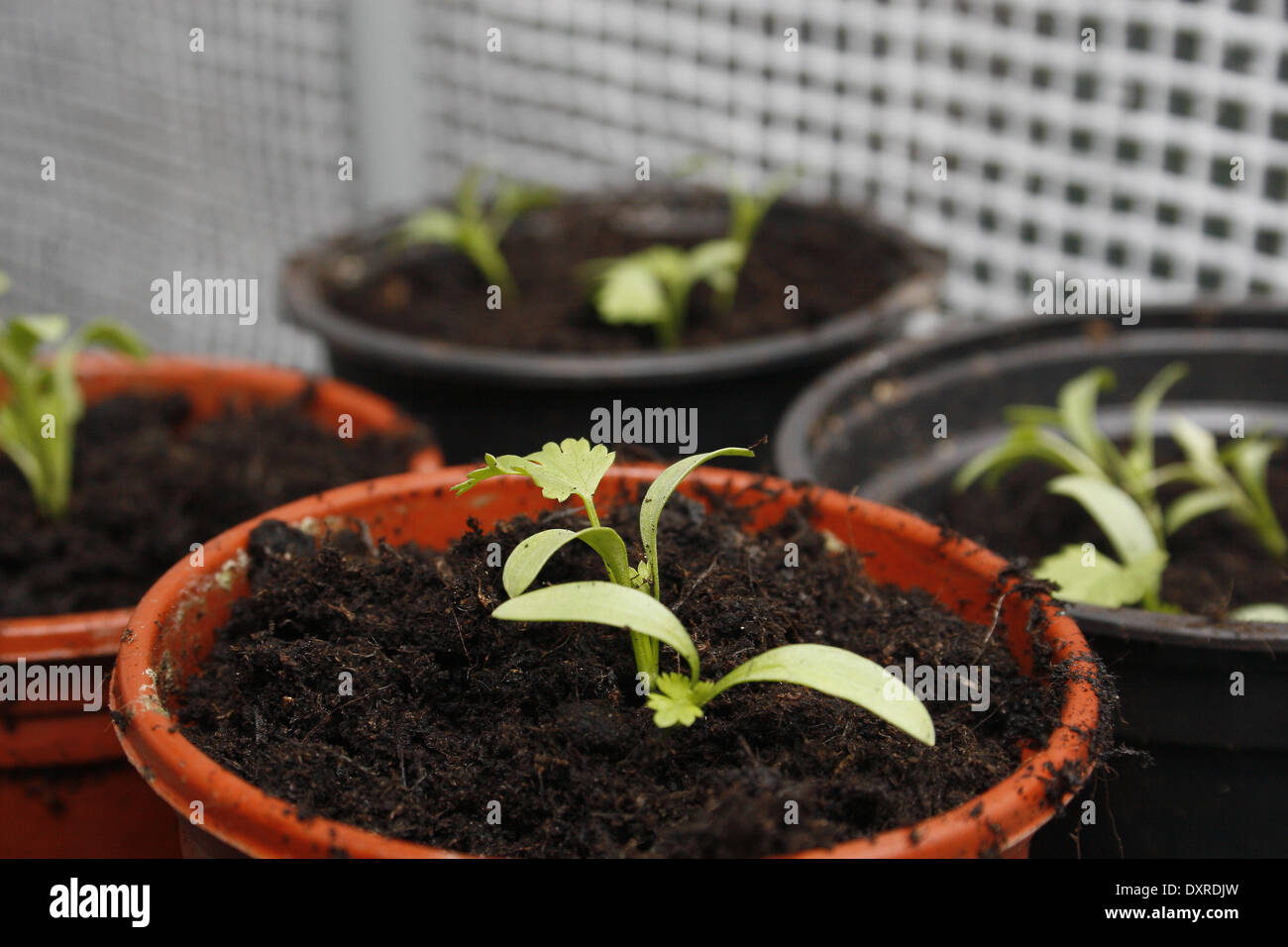 Les semis de coriandre Coriandrum sativum plante en pot Banque D'Images
