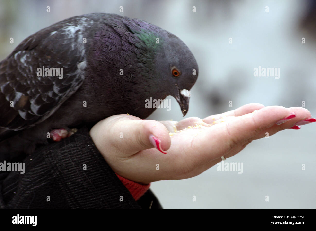 Famus alimentation Pigeon sur la place Saint Marc à Venise Banque D'Images