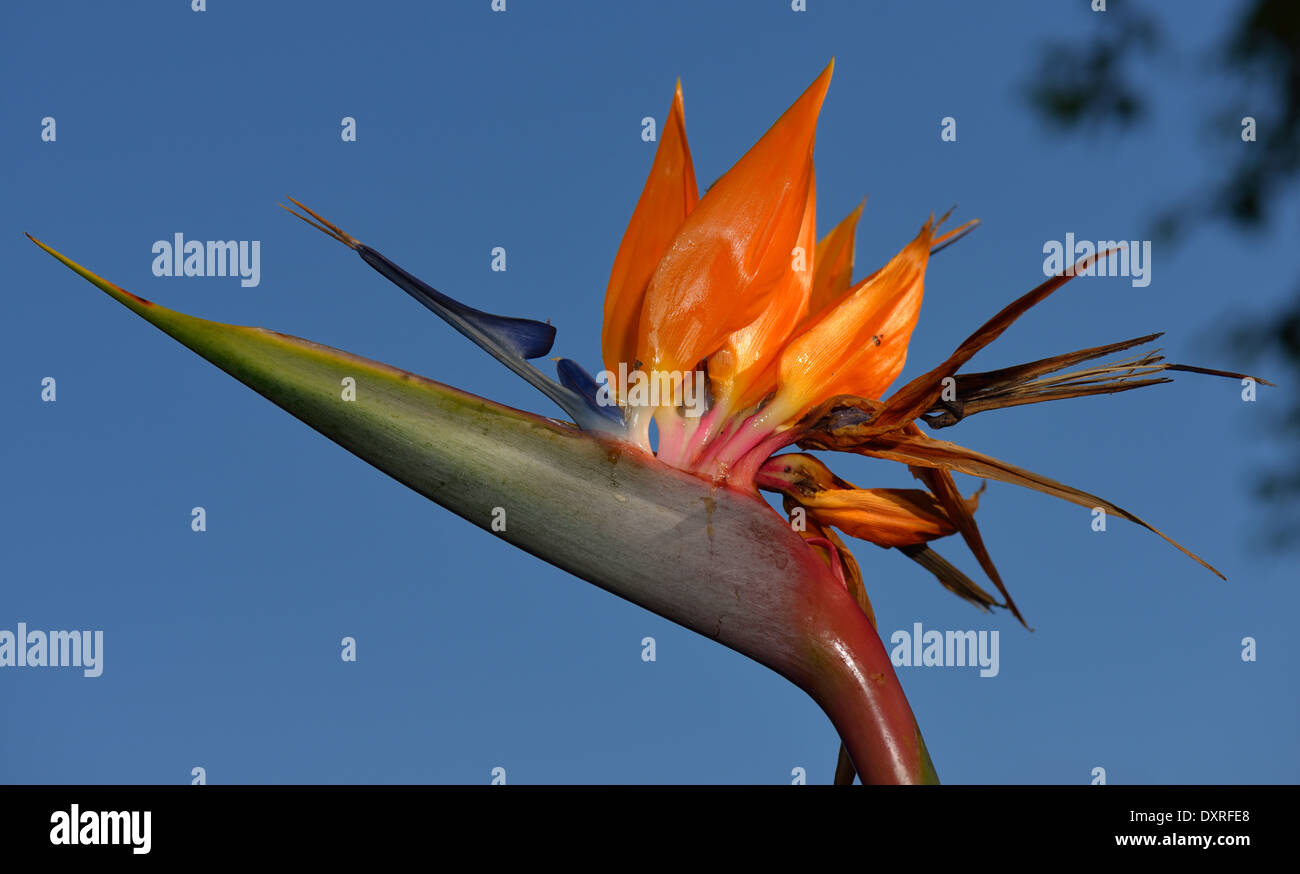 Oiseau de Paradis (Strelitzia reginae) fleurs Banque D'Images