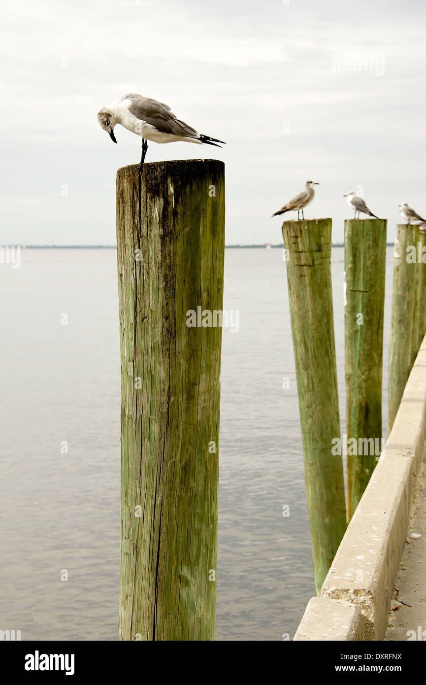 Mouettes sur leurs pieux marins désignés le long du mur de Fisherman's Village près de Punta Gorda, Floride Banque D'Images