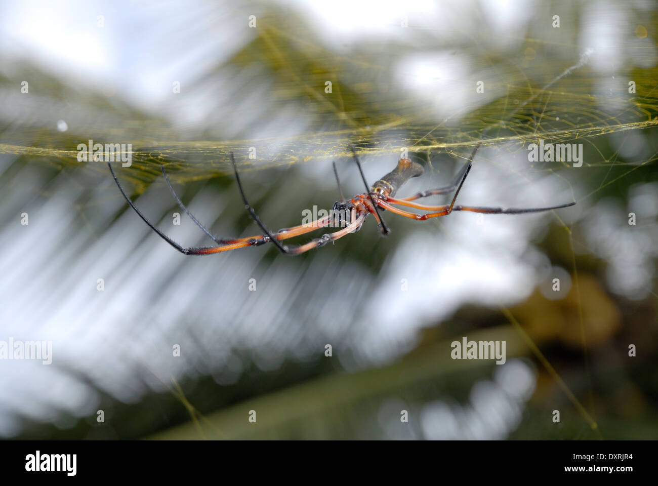 Palm femelle araignée (Nephilia inaurata) sur le Web Banque D'Images