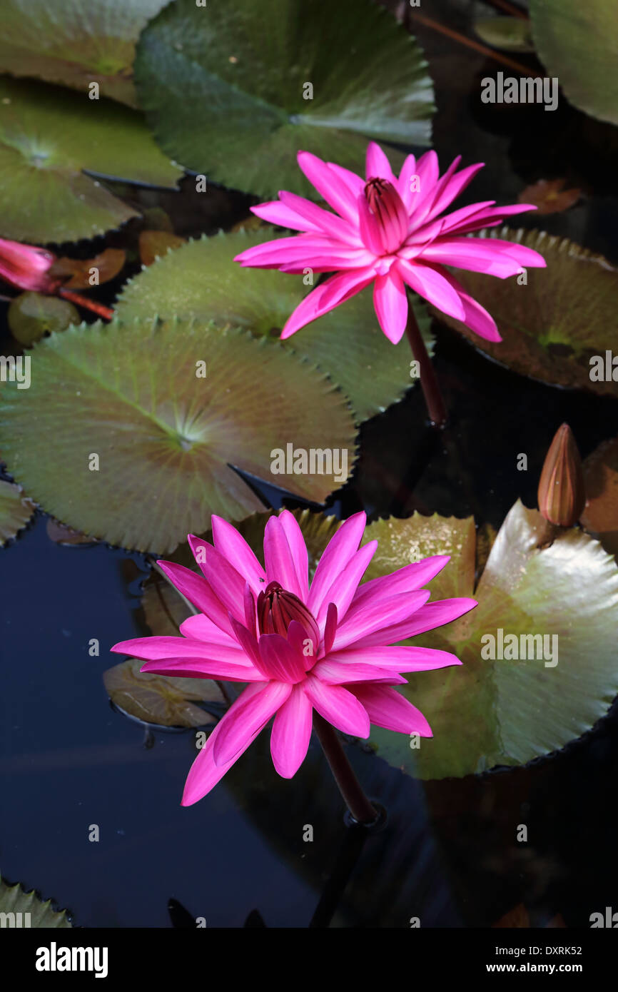Nénuphar, lotus star, Inde Banque D'Images