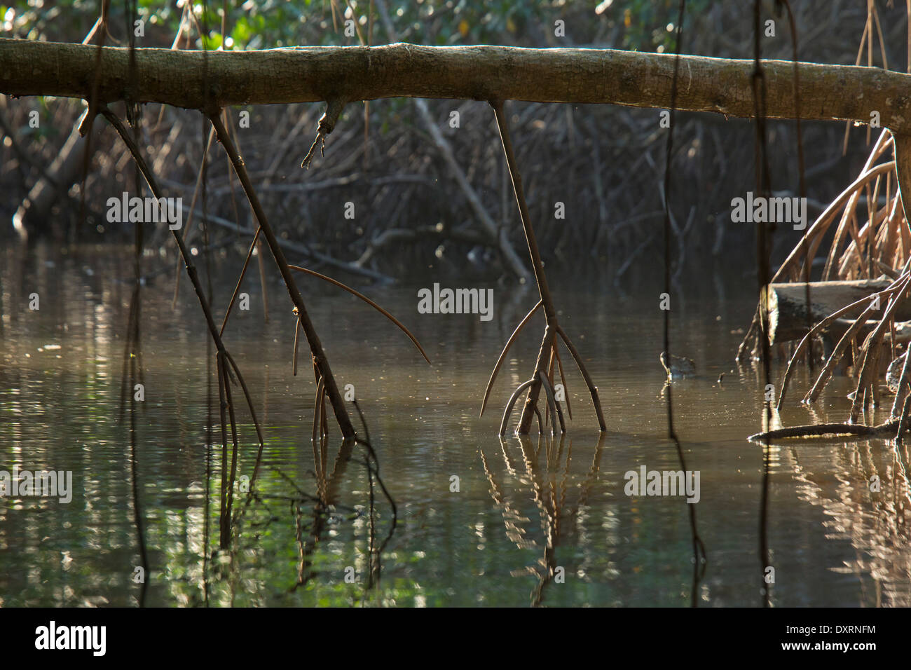 Des racines aériennes de Red mangrove Rhizophora mangle dans la Caroni Swamp, Trinidad. En soirée. Banque D'Images