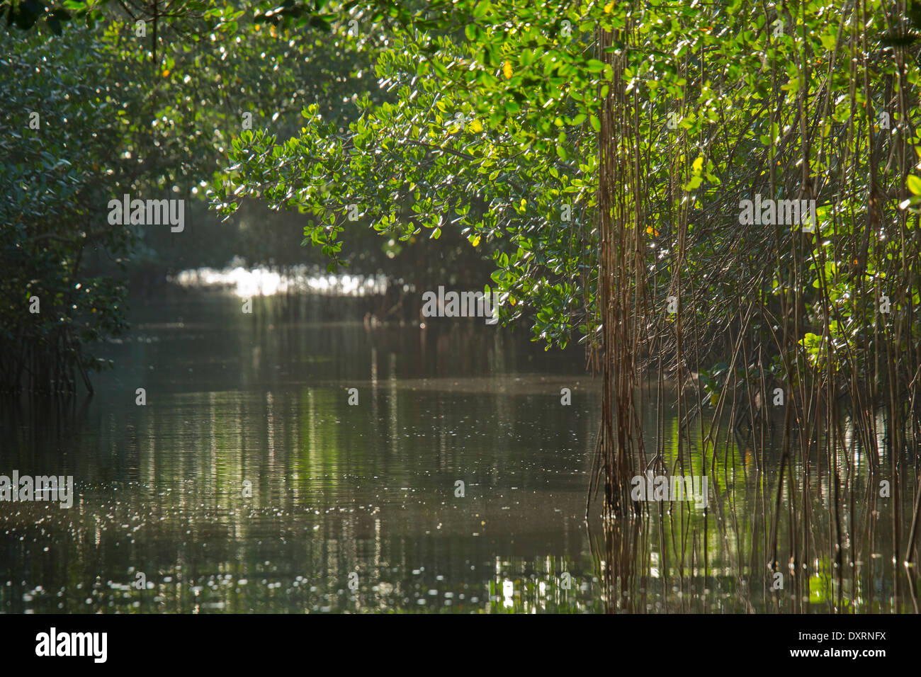 Red mangrove Rhizophora mangle dans la Caroni Swamp, Trinidad. En soirée. Banque D'Images