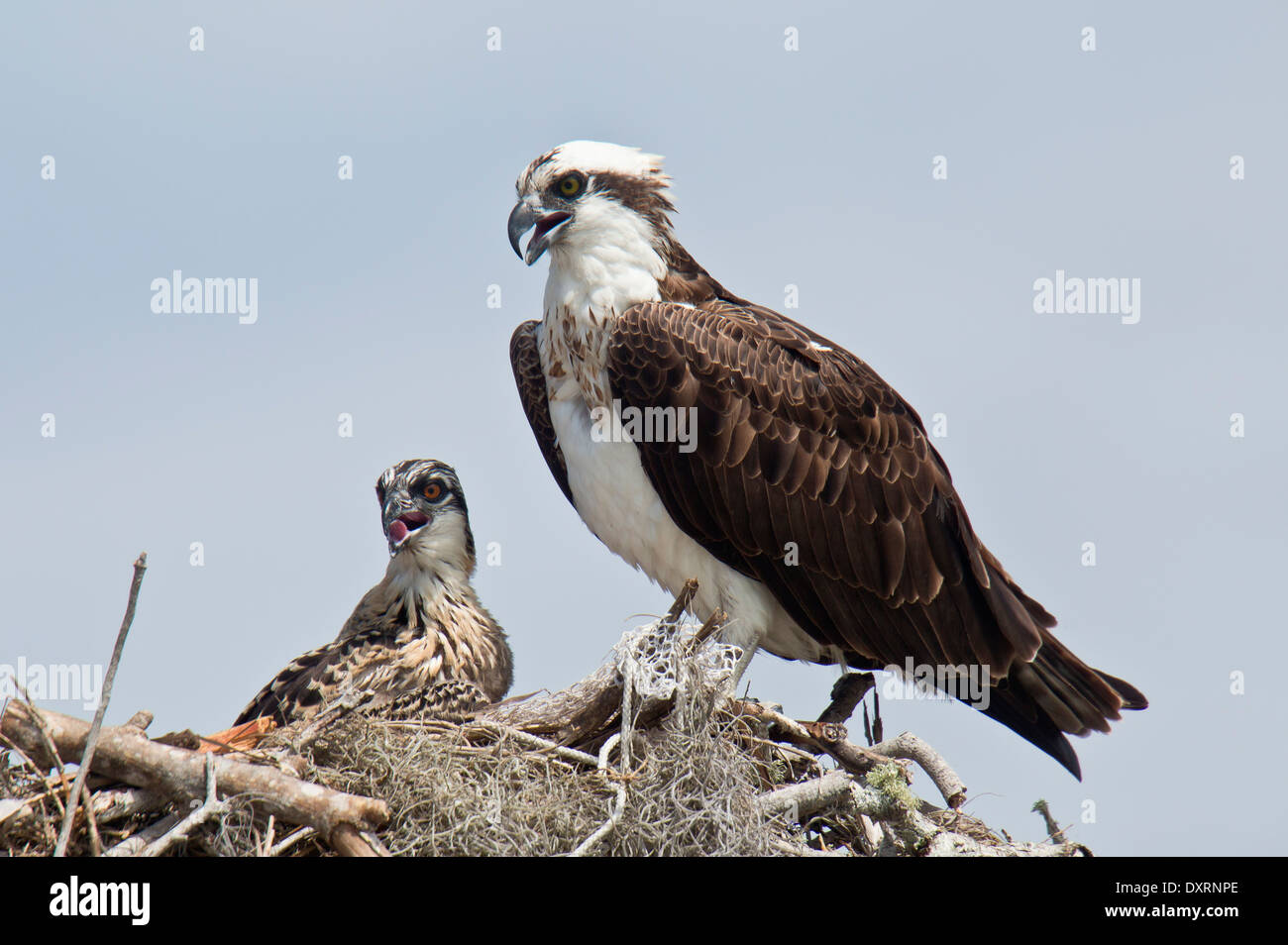 Balbuzard pêcheur Pandion haliaetus, également connu sous le nom de Sea Hawk, poissons, rivière eagle hawk épervier, poisson ou des profils un nid avec les poussins. Banque D'Images