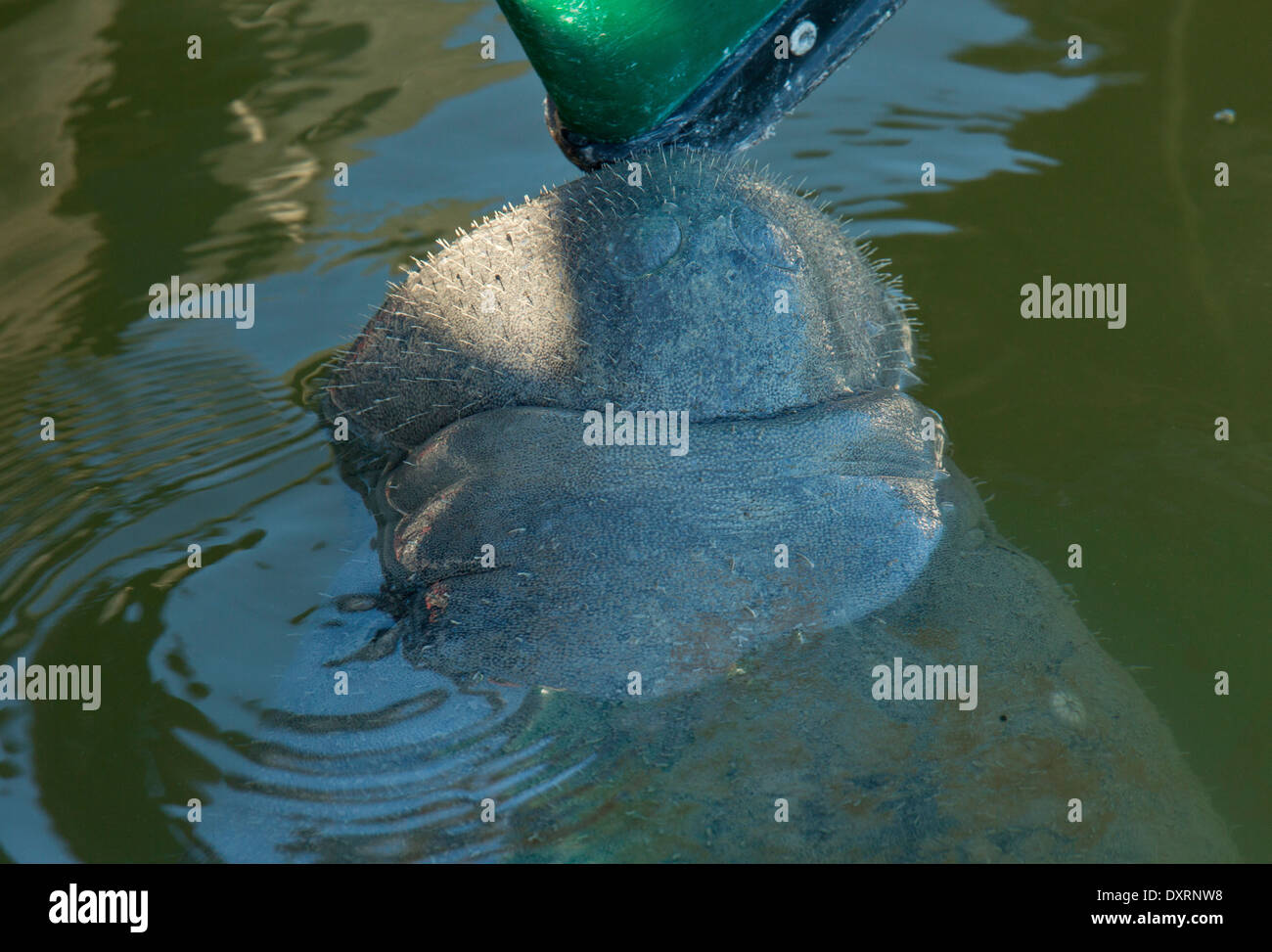Floride lamantins Trichechus manatus latirostris se nourrissant d'algues sur bateau en lagune, Everglades, en Floride. Banque D'Images
