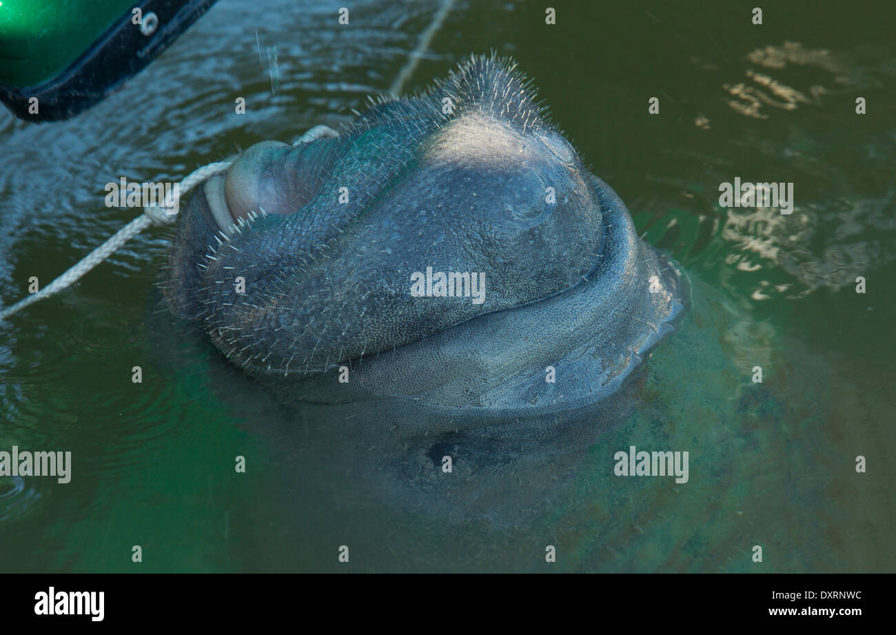 Floride lamantins Trichechus manatus latirostris se nourrissant d'algues sur bateau en lagune, Everglades, en Floride. Banque D'Images