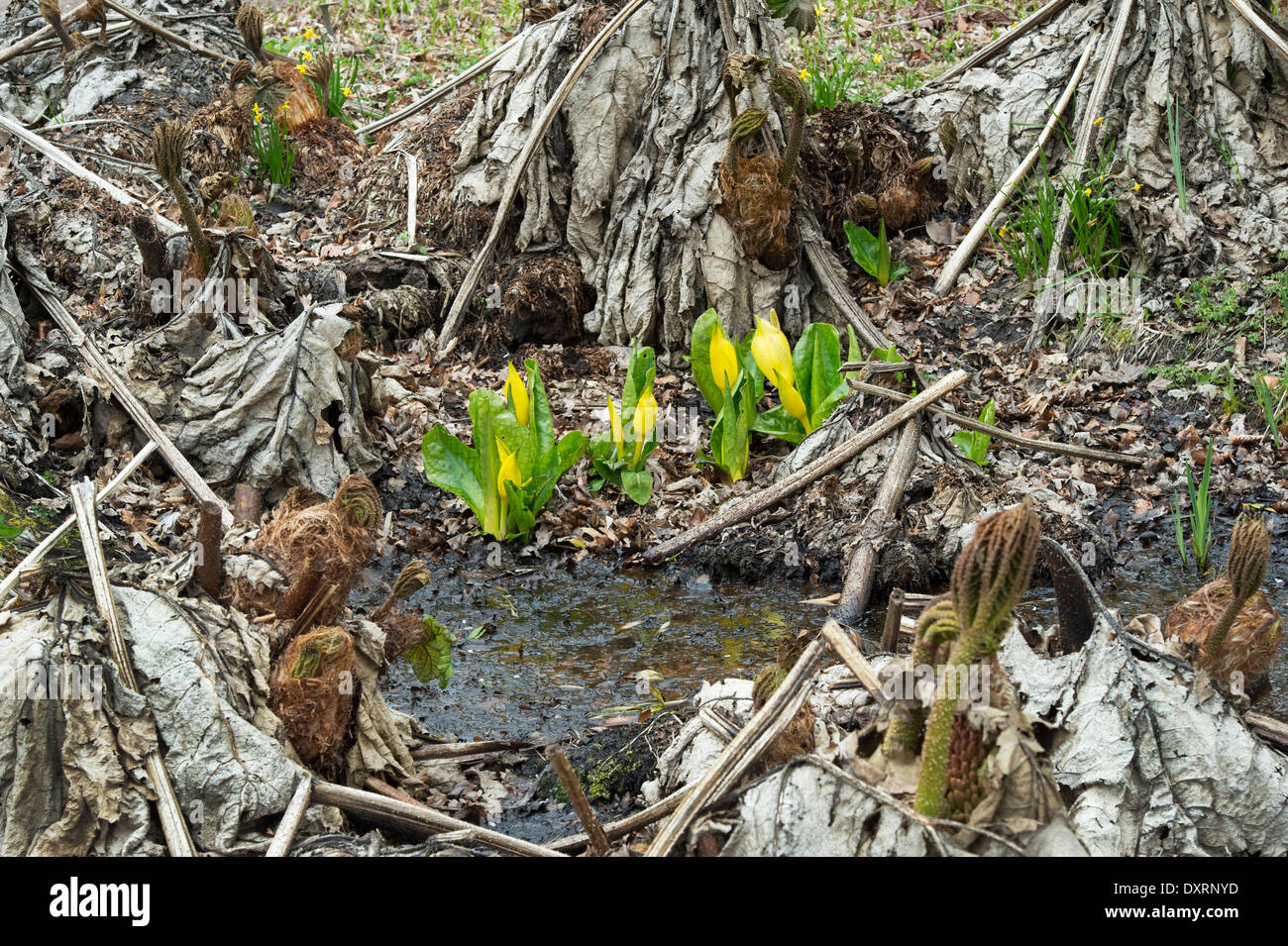 Lysichiton americanus. Lysichiton jaune à fleur de ressort entre Gunnera tinctoria. RHS Wisley Gardens, Surrey, UK Banque D'Images