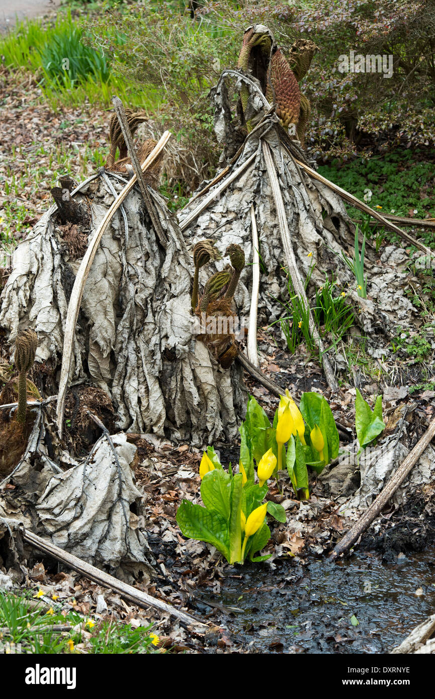 Lysichiton americanus. Lysichiton jaune à fleur de ressort entre Gunnera tinctoria. RHS Wisley Gardens, Surrey, UK Banque D'Images