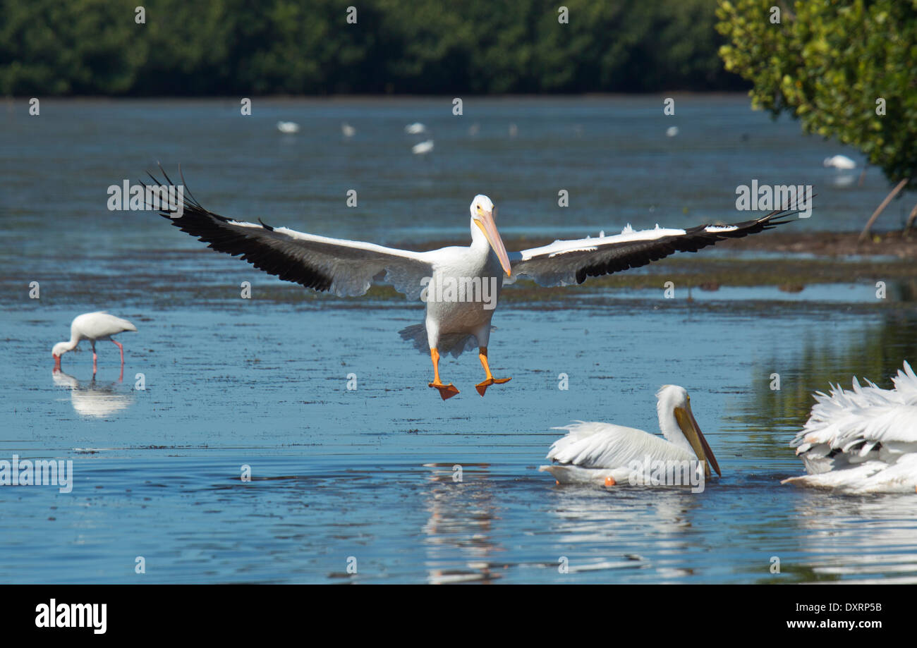 Pélican blanc Pelecanus erythrorhynchos, en vol ; en Floride. Banque D'Images