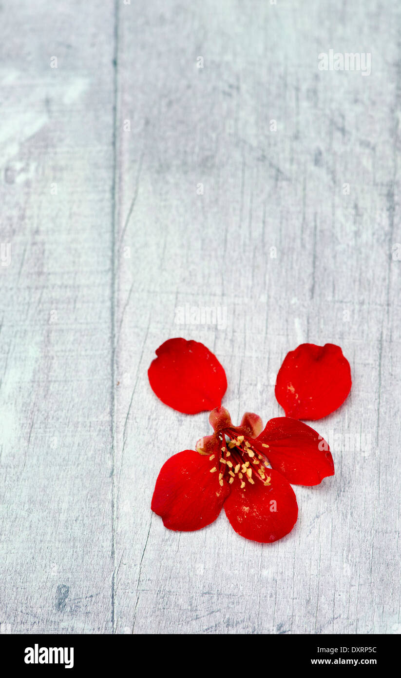 Pétales de fleurs rouges sur un fond en bois peint Banque D'Images