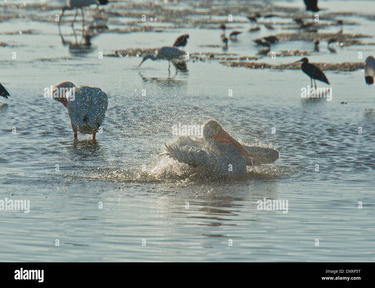 Pélican blanc Pelecanus erythrorhynchos, lissage ; contre la lumière, le soir. La Floride. Banque D'Images