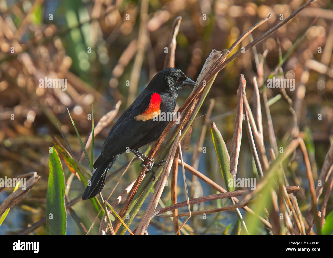 Homme Carouge à épaulettes Agelaius phoeniceus, perché sur la végétation des milieux humides. La Floride. Banque D'Images