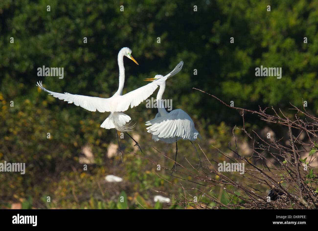 Grande Aigrette Ardea alba egretta, (ou Grande Aigrette ou Grand Héron blanc), affichage de paire dans la saison de reproduction, Wakodahatchee Banque D'Images