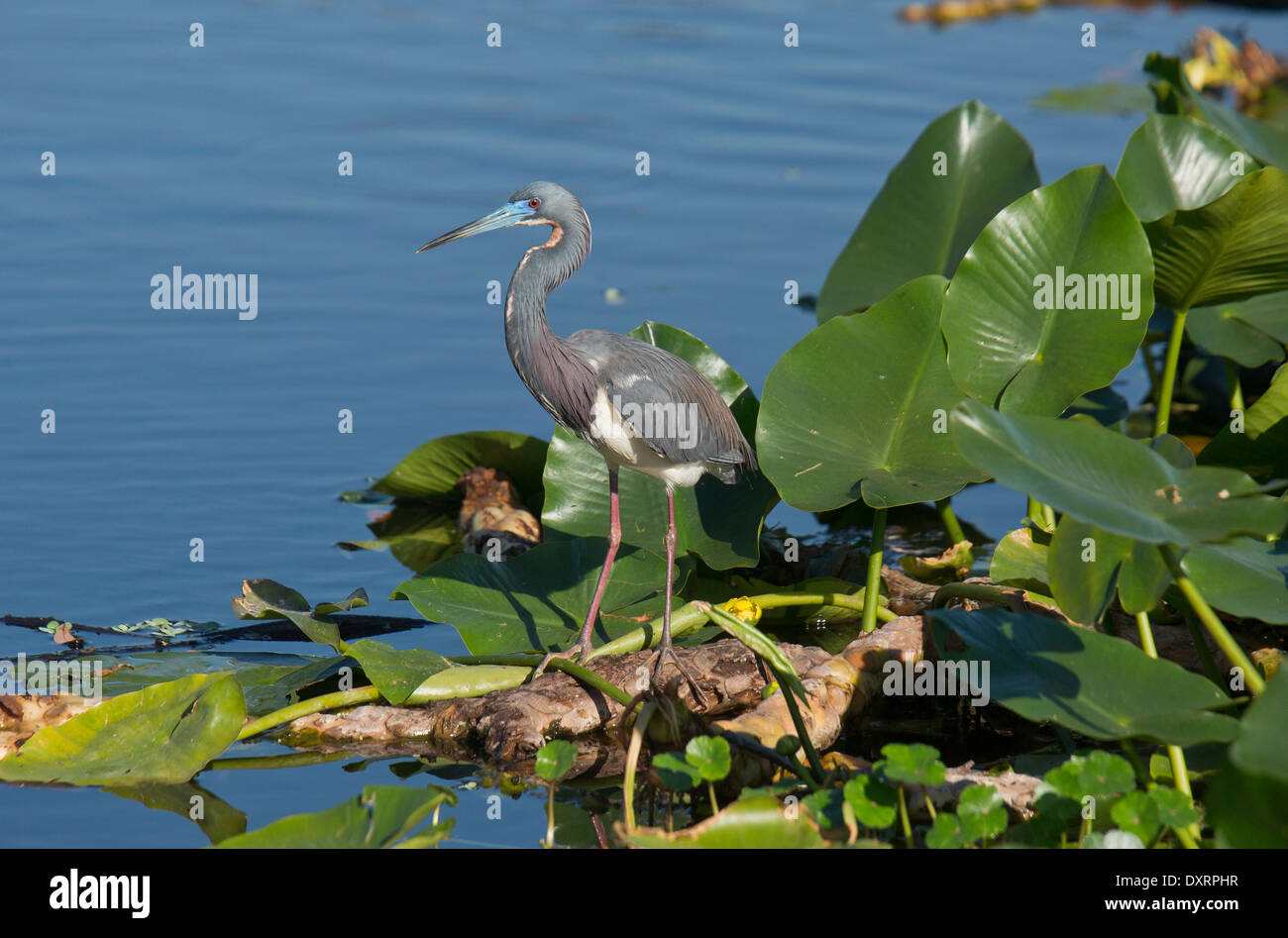 Aigrette tricolore, Egretta tricolor ou Louisiane au Heron Wakodahatchee Wetlands, Palm Beach, en Floride. Banque D'Images