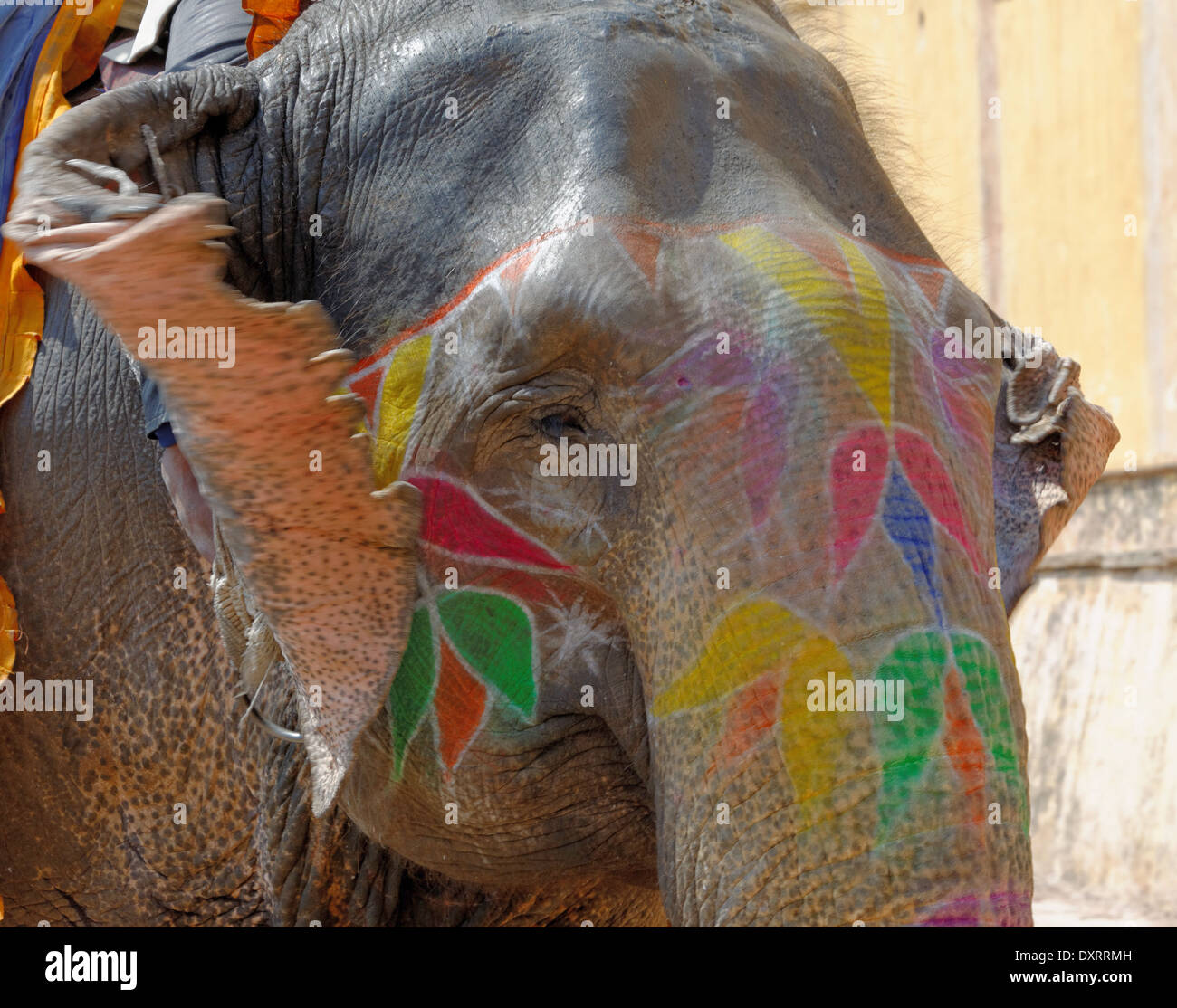 Dans l'éléphant indien couleur Amber Palace, Jaipur, Inde. Banque D'Images