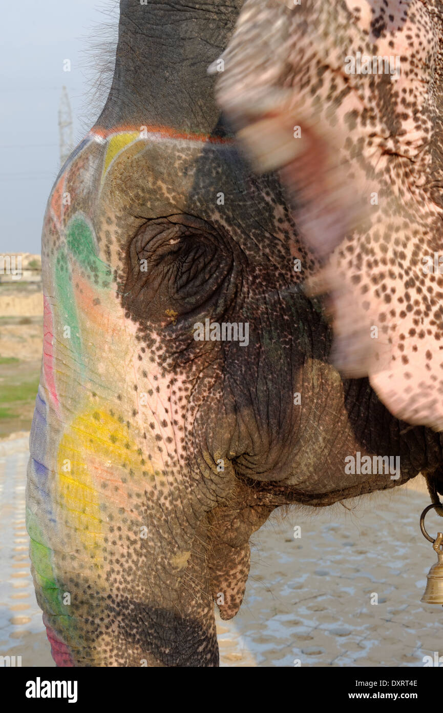 Dans l'éléphant indien couleur Elephant Village, Jaipur, Rajasthan, Inde Banque D'Images