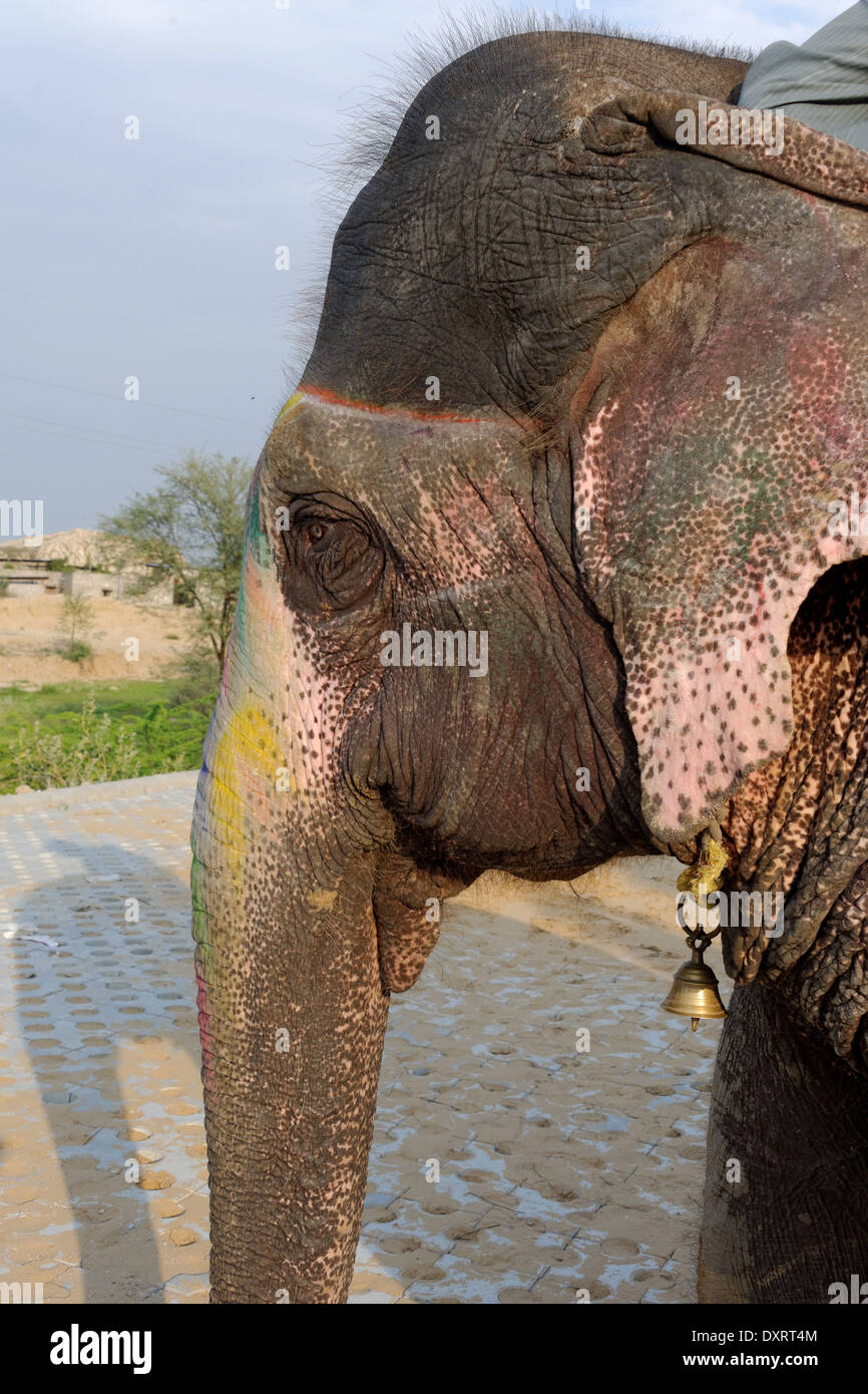 Dans l'éléphant indien couleur Elephant Village, Jaipur, Rajasthan, Inde Banque D'Images