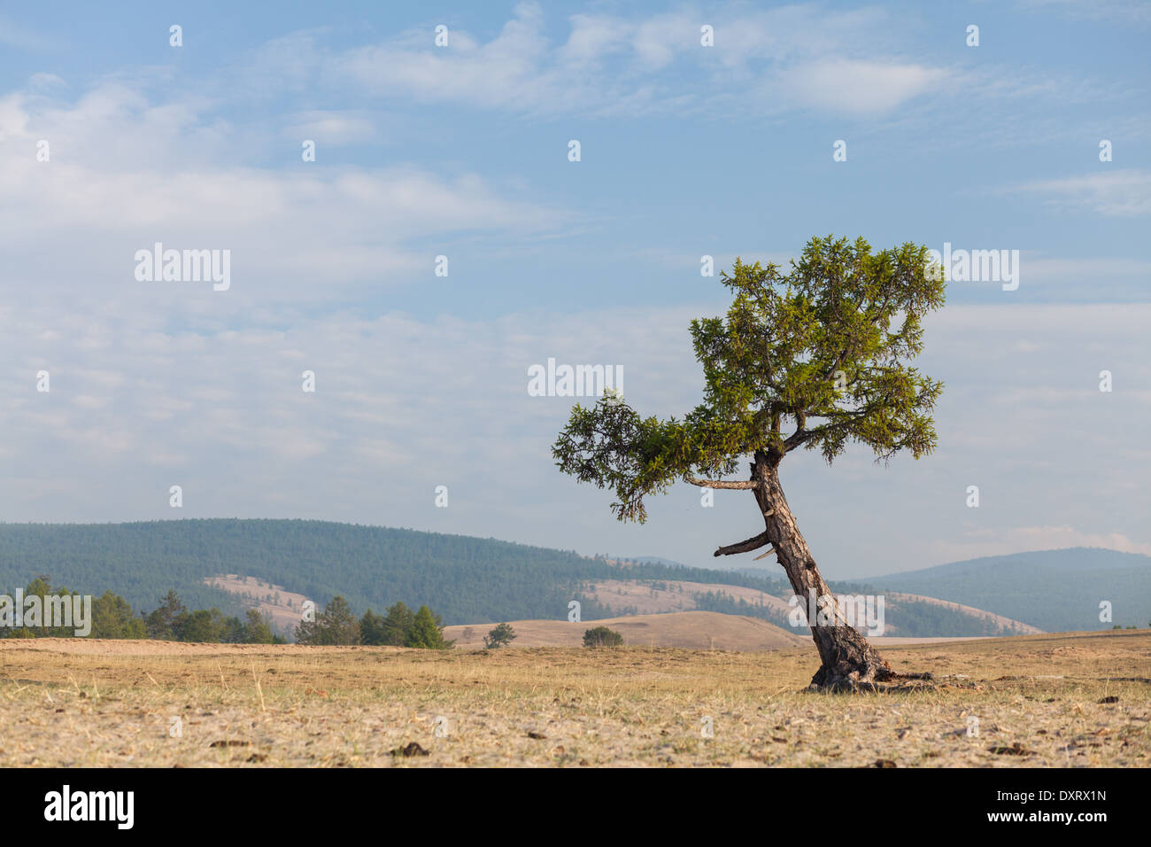 Arbre isolé dans le paysage de l'île Olkhon, Lac Baikal, Sibérie, Russie Banque D'Images