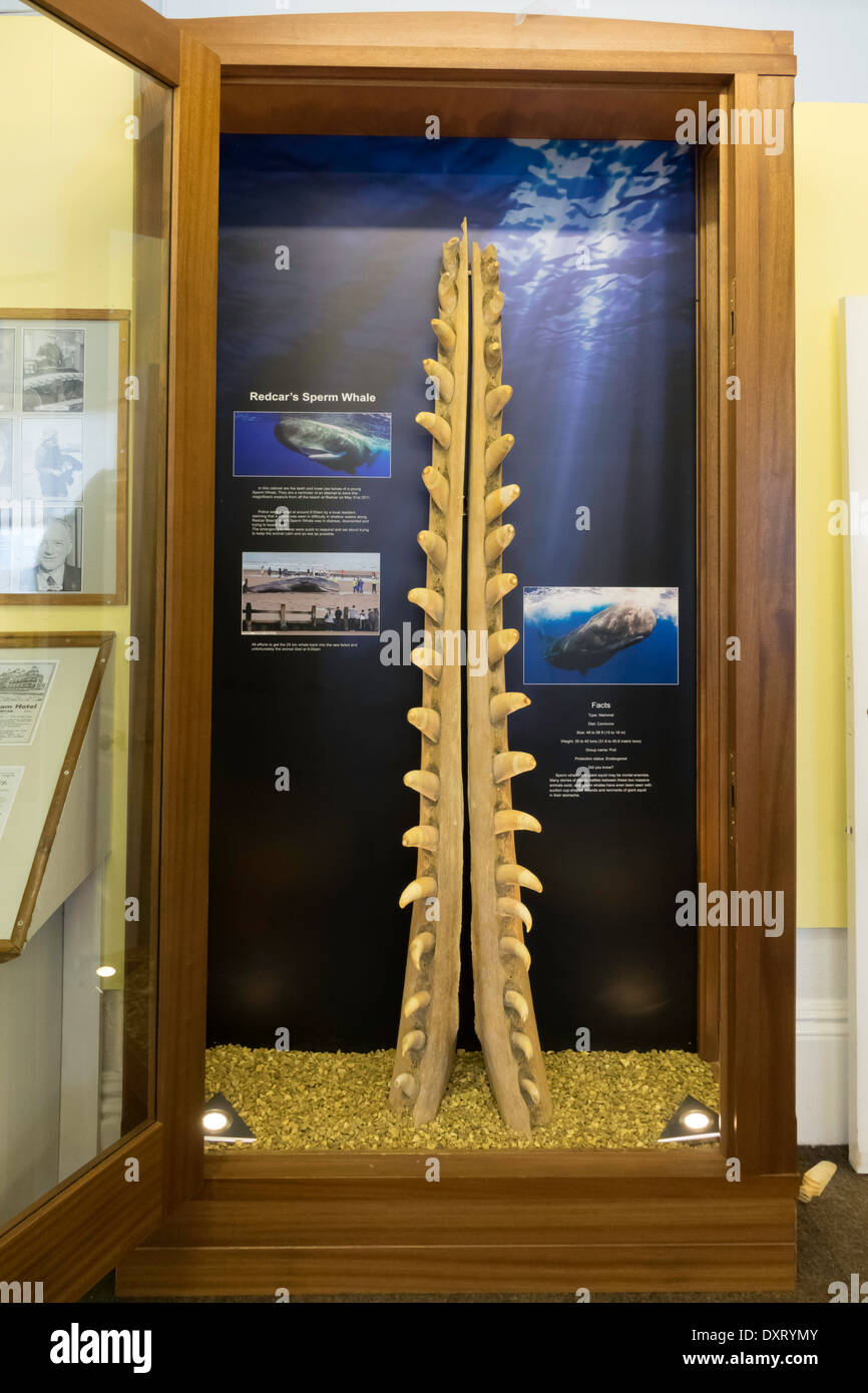 Mâchoires d'un cachalot (Physeter macrocephalus) qui est mort sur la plage locale préservée à Redcar Lifeboat Museum Banque D'Images