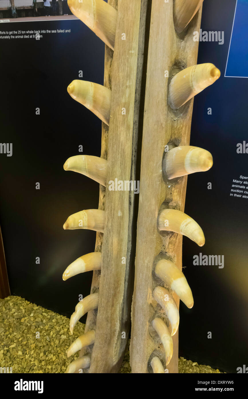 Détail de la mâchoire inférieure d'un cachalot (Physeter macrocephalus) qui est mort sur la plage locale préservée à Redcar Lifeboat Museum Banque D'Images