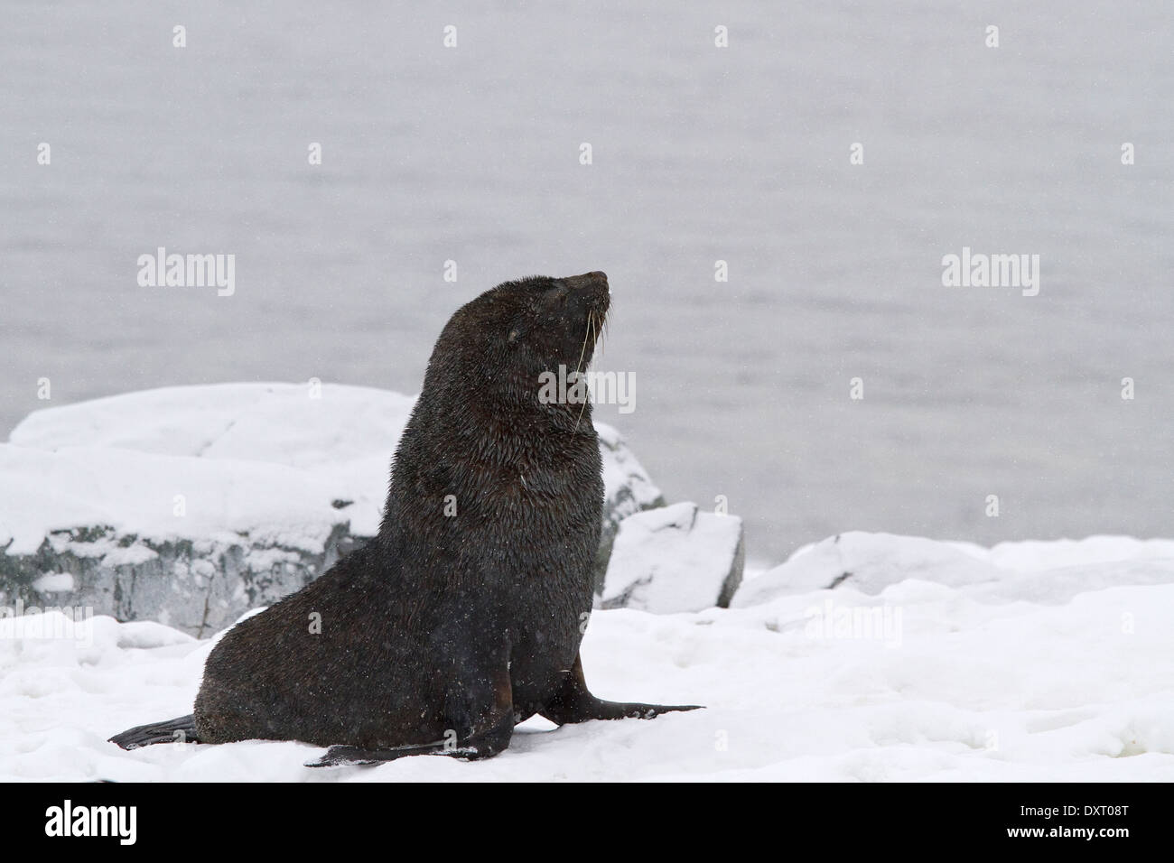 Joint de l'Antarctique, le phoque à fourrure, Arctocephalus gazella, dans les îles Shetland du Sud, l'Antarctique. Banque D'Images