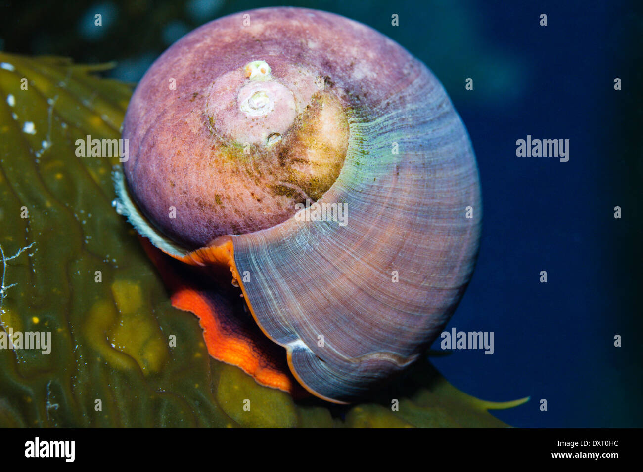 Escargot sur varech, Tegula sp., l'île de San Benito, Mexique Banque D'Images