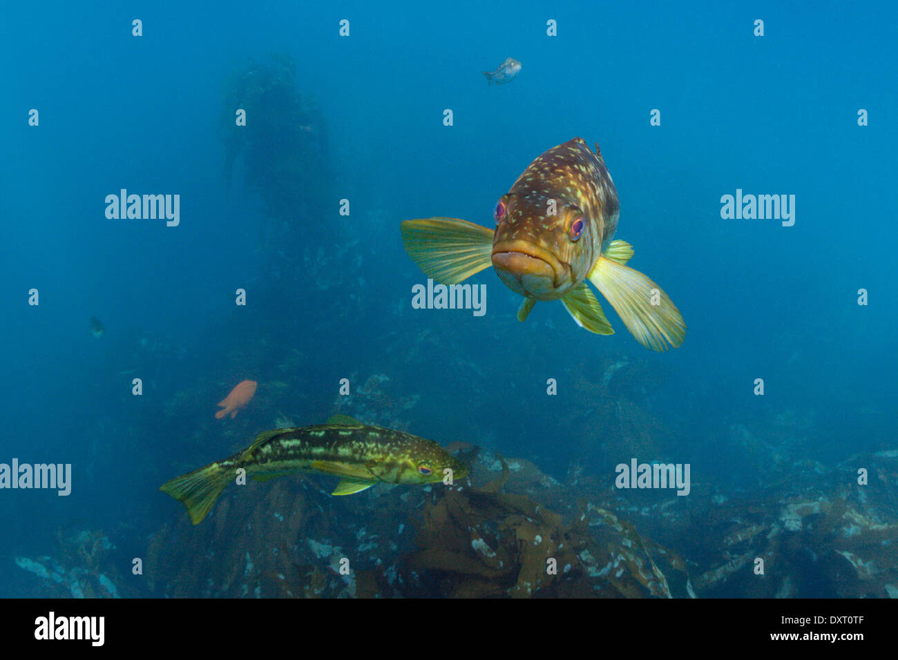 Le varech basse, Paralabrax clathratus, île de San Benito, Mexique Banque D'Images