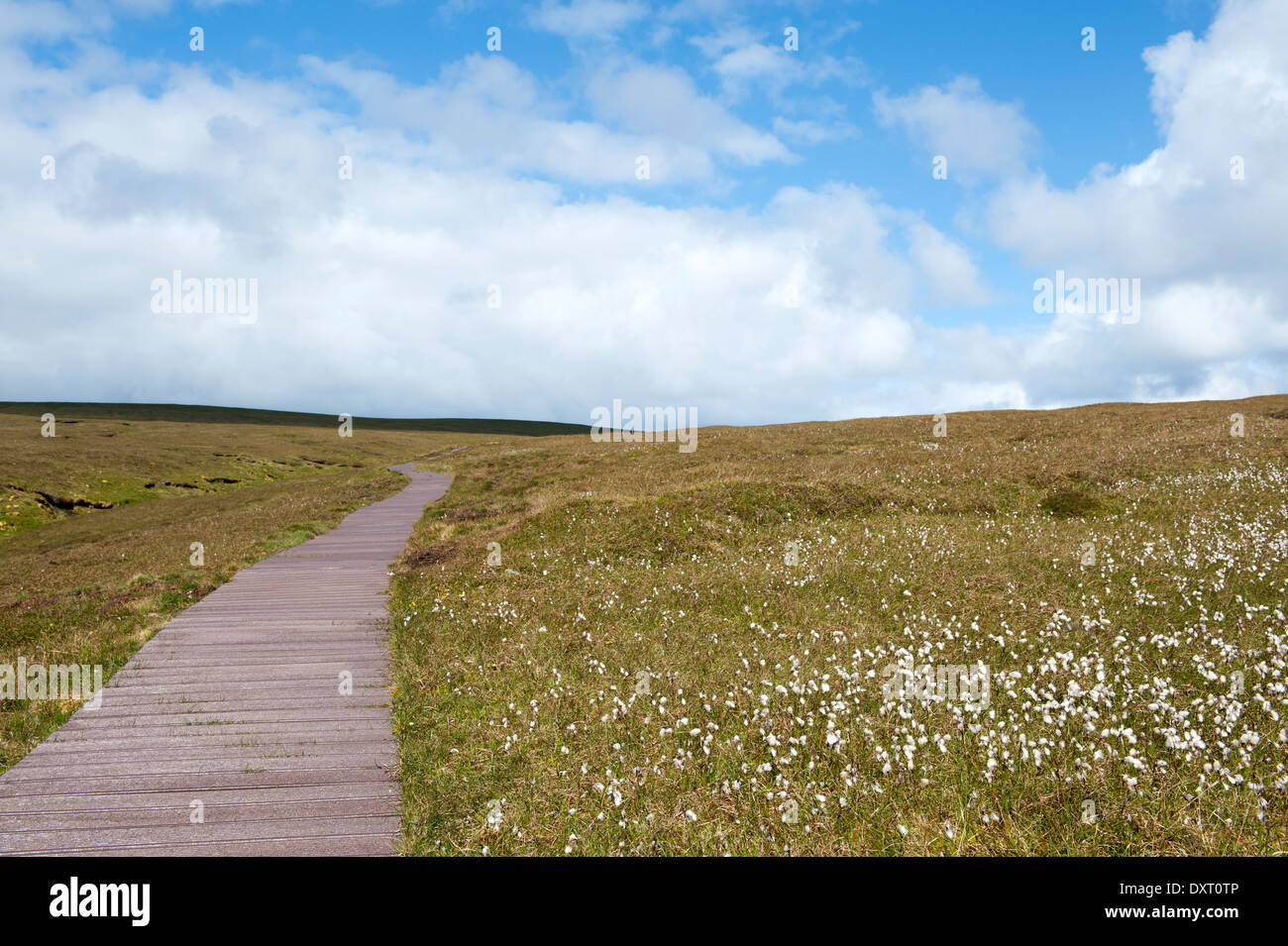 Promenade à Hermaness NNR, Unst, îles Shetland, Écosse, Royaume-Uni Banque D'Images
