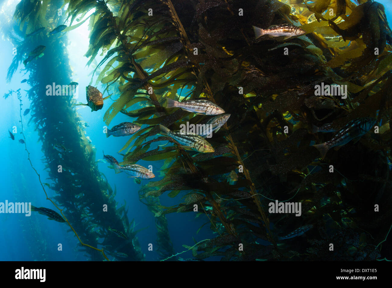 Le varech Bass en forêt de laminaires, Paralabrax clathratus, Cedros Island, Mexique Banque D'Images