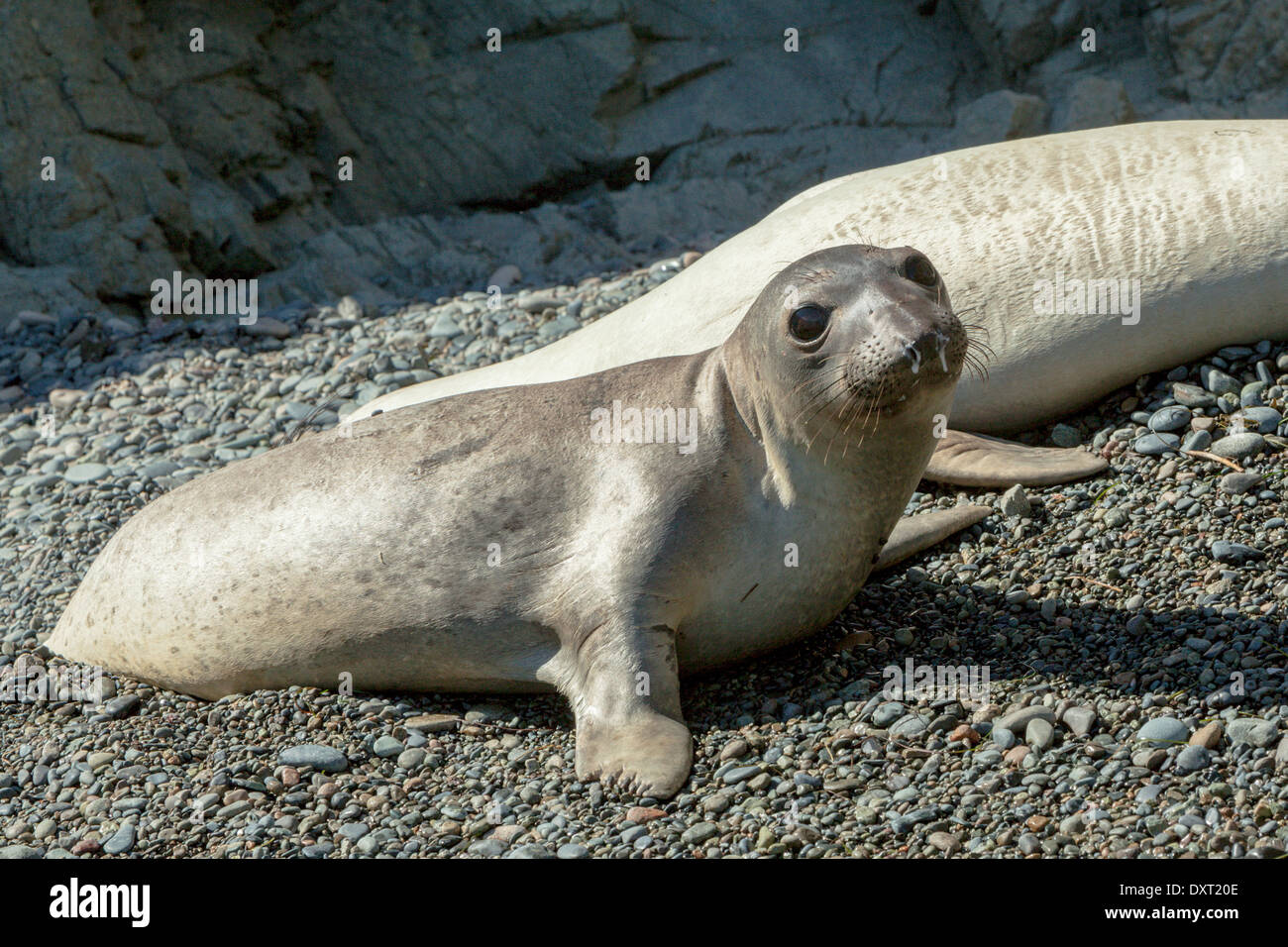 Juvenile Léphant, Mirounga angustirostris, l'île de Cedros, Mexique Banque D'Images