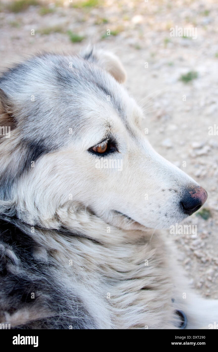 Chien avec un visage blanc et les yeux bruns Banque D'Images