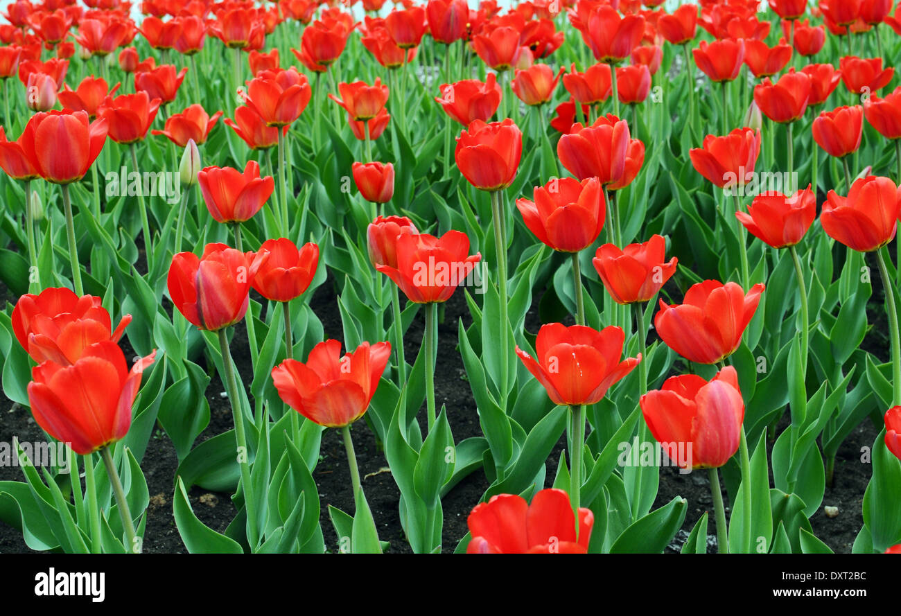 Domaine de tulipes rouges colorés au printemps Banque D'Images