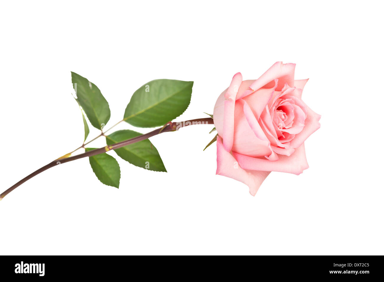 Rose rose isolé sur fond blanc Banque D'Images