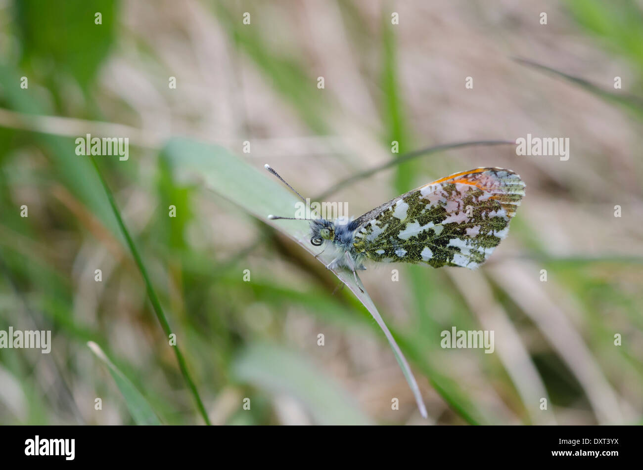 Embout mâle orange papillon sur un brin d'herbe dans une prairie de Cumbrie Banque D'Images