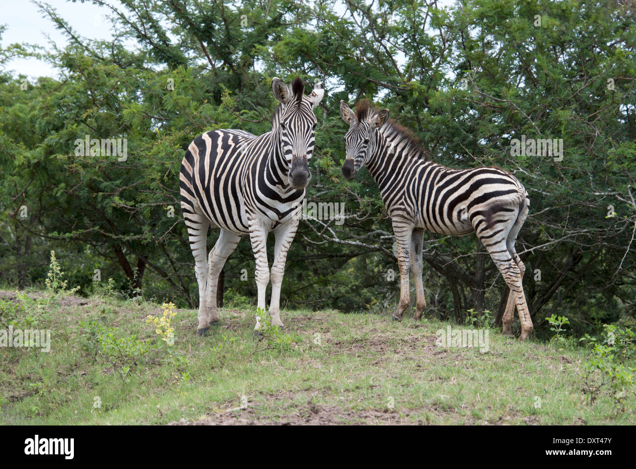 Les zèbres sauvages dans le parc national Kruger en Afrique Banque D'Images