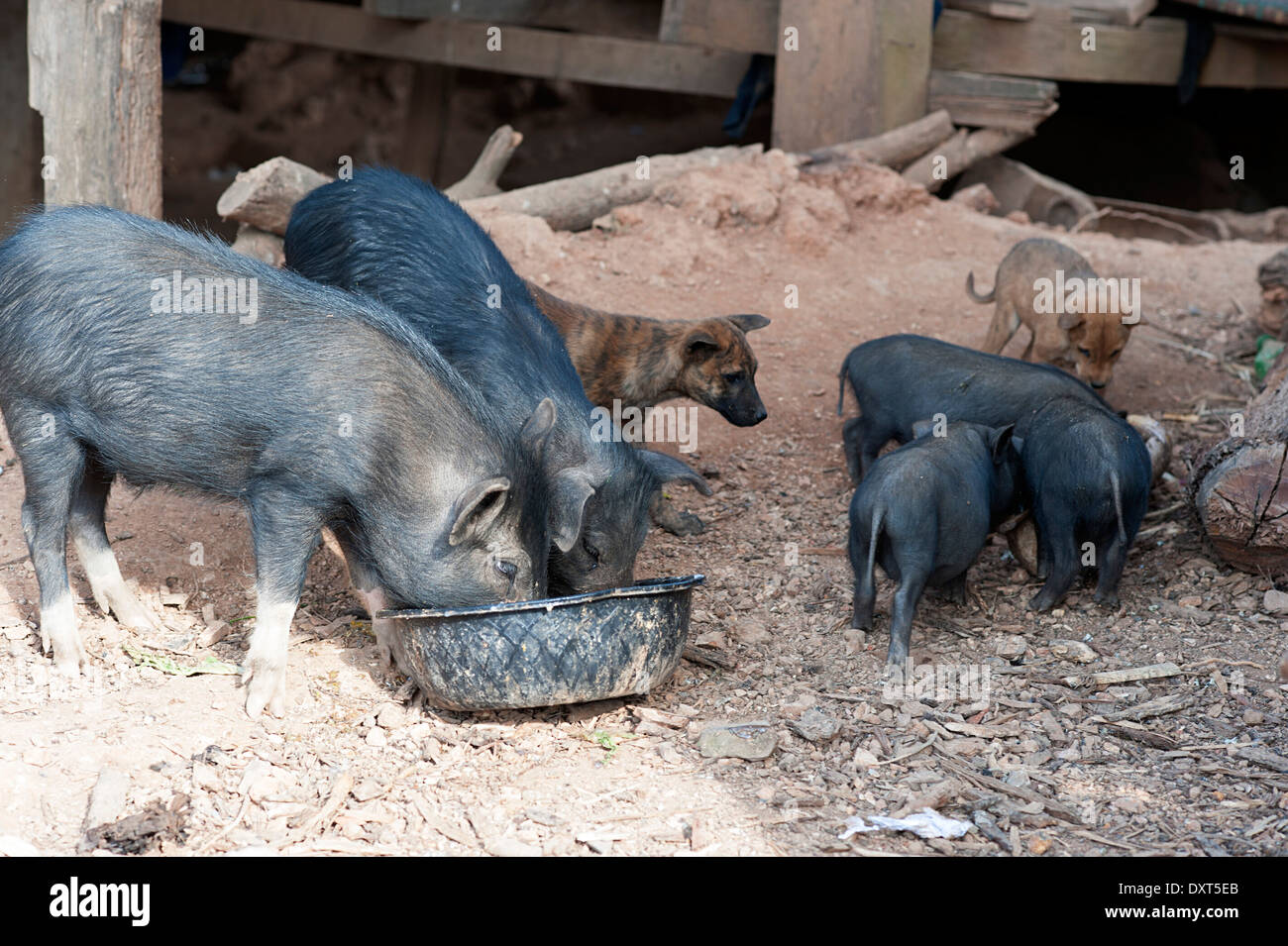 Temps d'alimentation pour les porcs, les porcelets et les chiens de Huay Pakoot village, Thaïlande. Banque D'Images