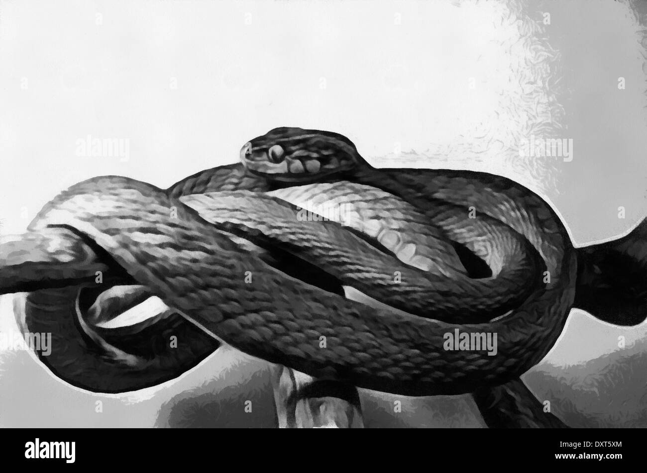 Ophidia snakes Banque de photographies et d’images à haute résolution — free download