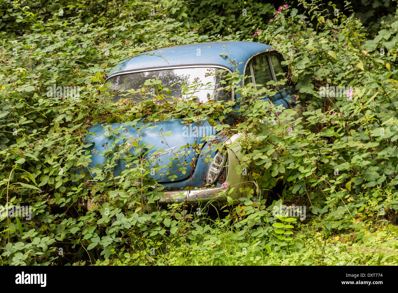 Wartburg classic car abandonné dans les bois et de végétation, Galles, Royaume-Uni Banque D'Images
