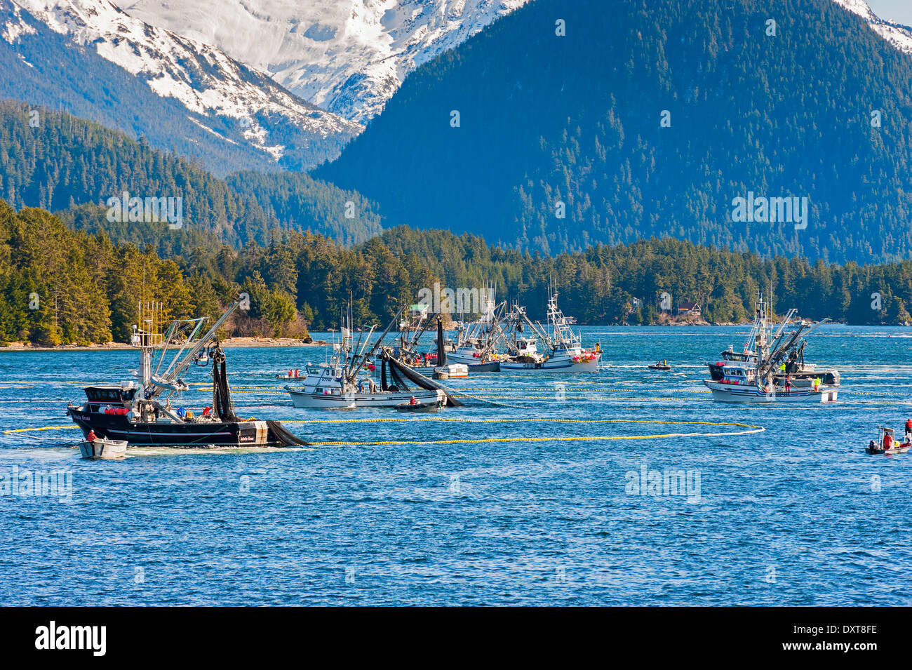 Sitka, Alaska. 29 mars 2014 Sitka, en Alaska. 29 mars 2014 La flotte de pêche commerciale à se bousculer pour lors d'une ouverture de la pêche au hareng rogué sac dans la baie Sitka. Crédit : Jeffrey Wickett - RF/Alamy Live News Banque D'Images