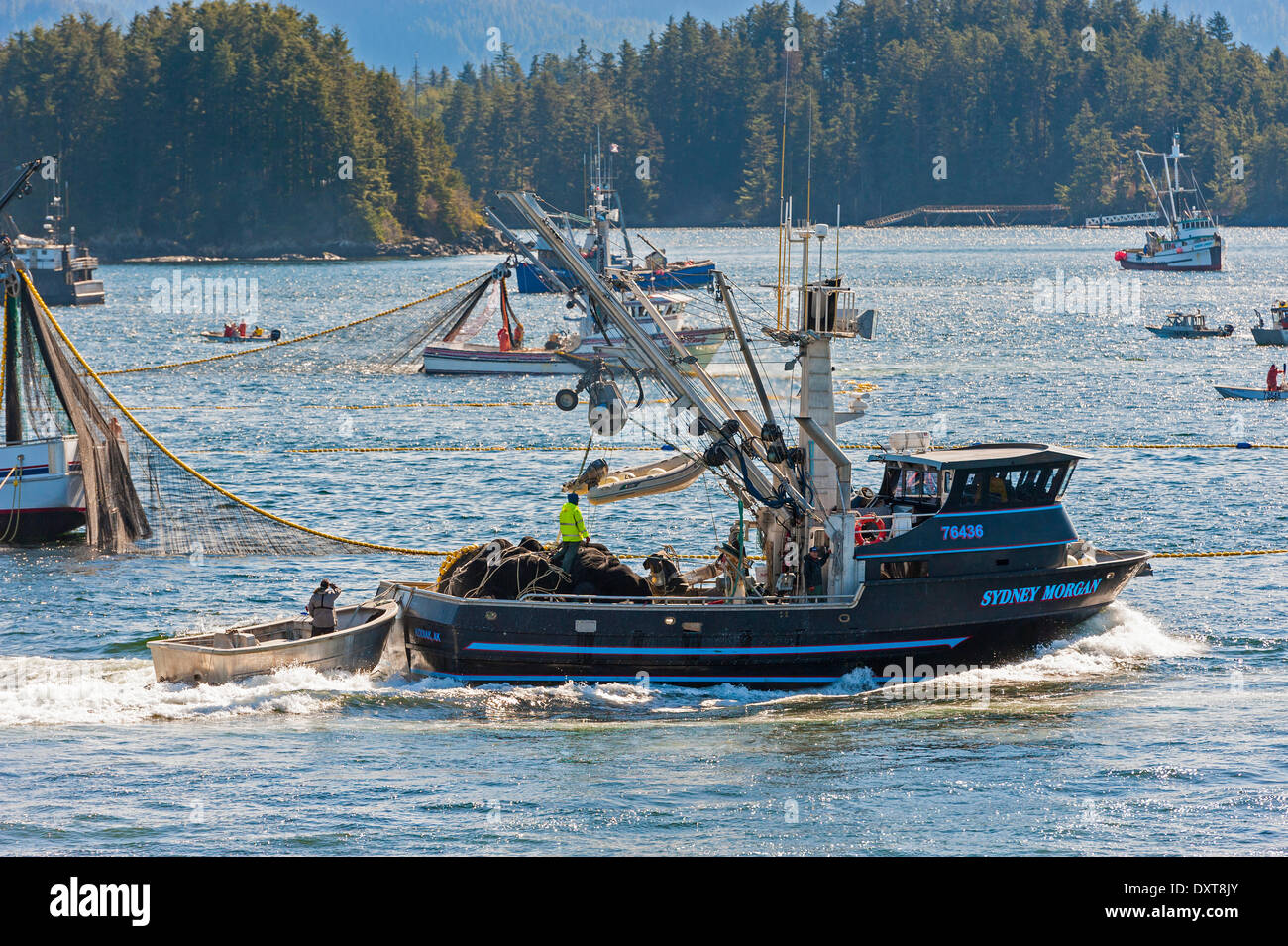 Sitka, Alaska. 29 mars 2014 Sitka, en Alaska. 29 mars 2014 La flotte de pêche commerciale à se bousculer pour lors d'une ouverture de la pêche au hareng rogué sac dans la baie Sitka. Crédit : Jeffrey Wickett - RF/Alamy Live News Banque D'Images