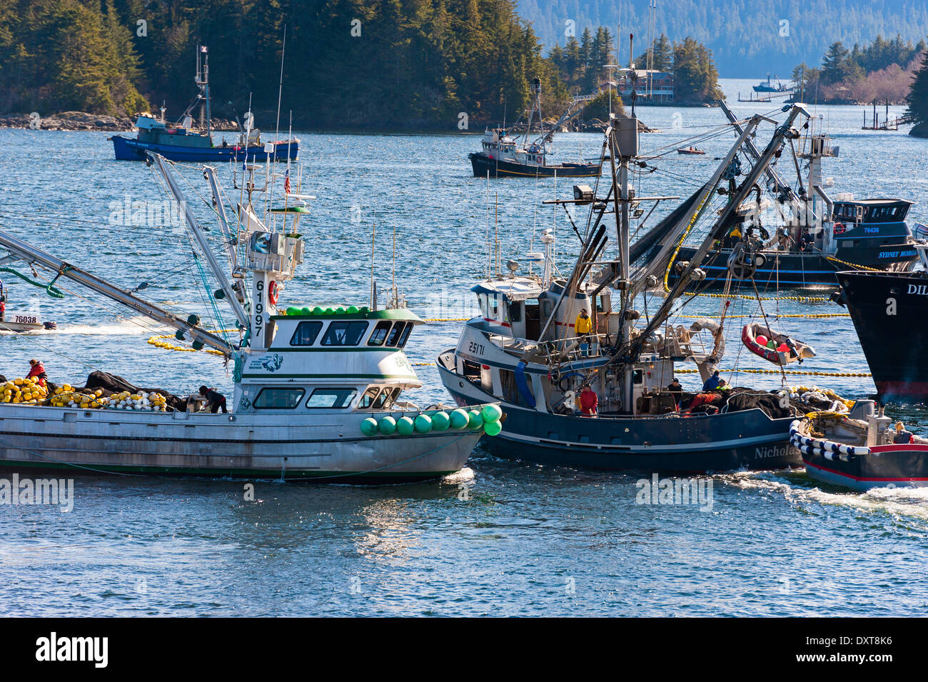 Sitka, Alaska. 29 mars 2014 Sitka, en Alaska. 29 mars 2014 La flotte de pêche commerciale à se bousculer pour lors d'une ouverture de la pêche au hareng rogué sac dans la baie Sitka. Crédit : Jeffrey Wickett - RF/Alamy Live News Banque D'Images
