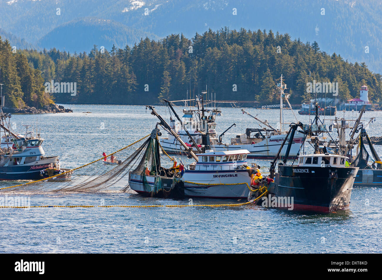 Sitka, Alaska. 29 mars 2014 Sitka, en Alaska. 29 mars 2014 La flotte de pêche commerciale à se bousculer pour lors d'une ouverture de la pêche au hareng rogué sac dans la baie Sitka. Crédit : Jeffrey Wickett - RF/Alamy Live News Banque D'Images