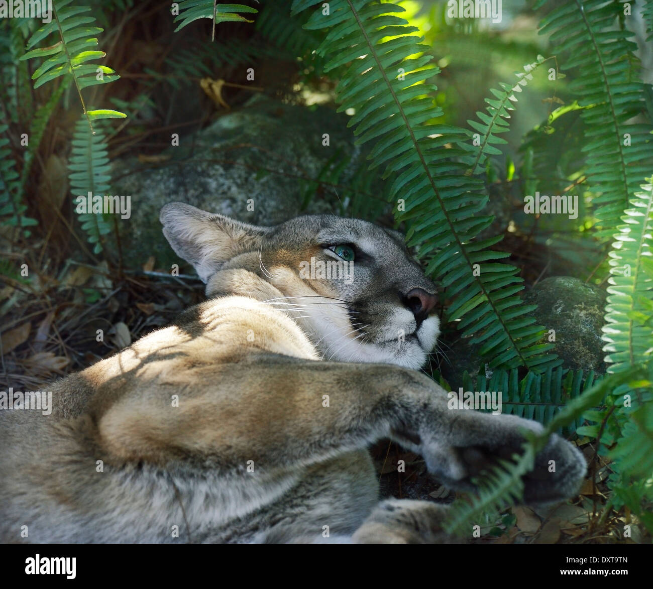 puma americain puma americain
