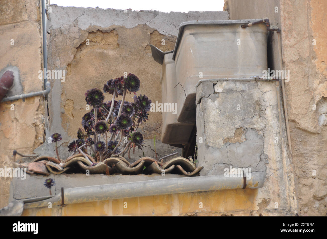 Une plante d'artichaut sauvage poussant sur le toit d'une maison de Agrigen Banque D'Images
