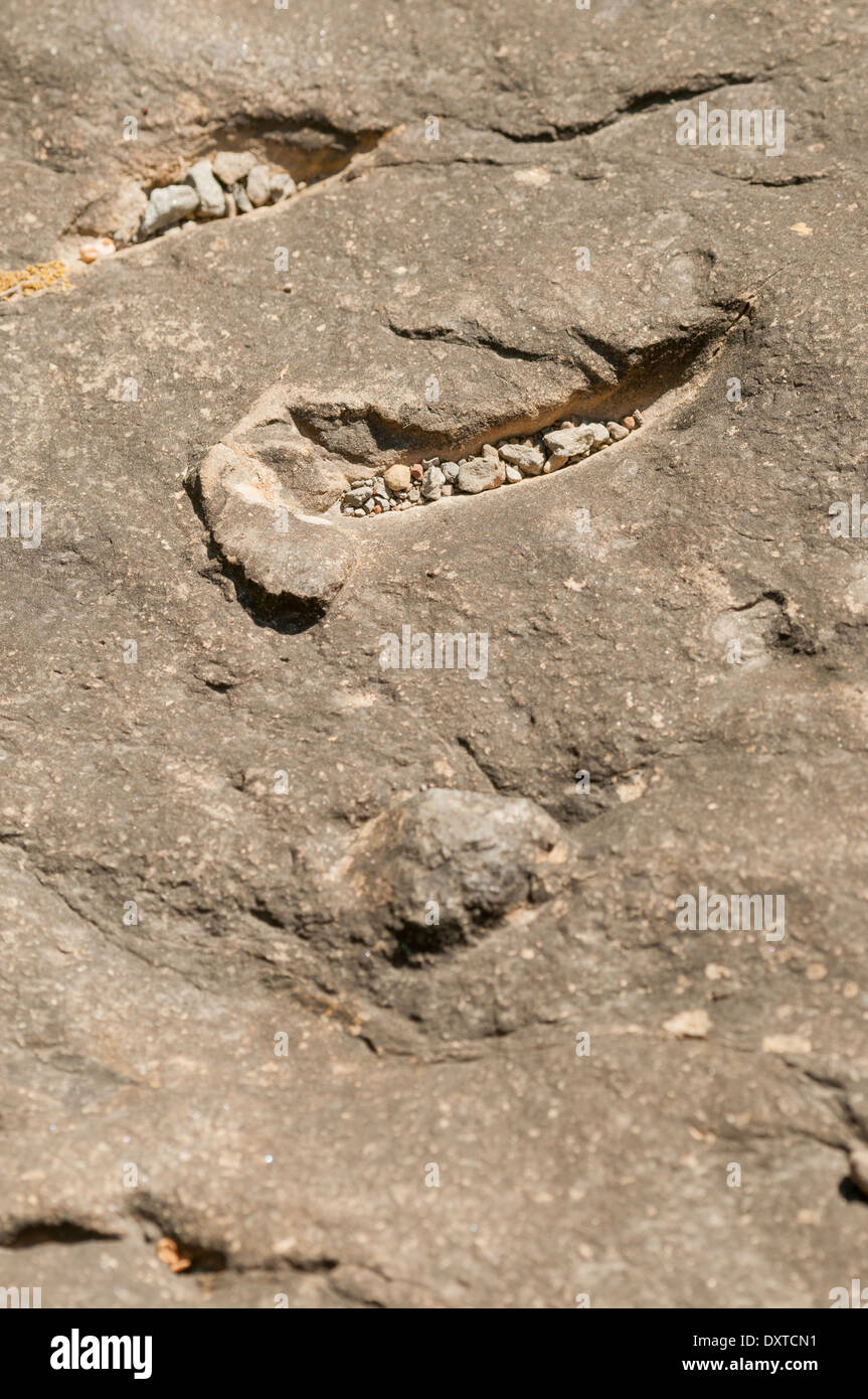 Mentions légales fossilisés laissés sur le fond d'un lagon peu profond par la griffe d'un dinosaure carnivore en nageant. Banque D'Images
