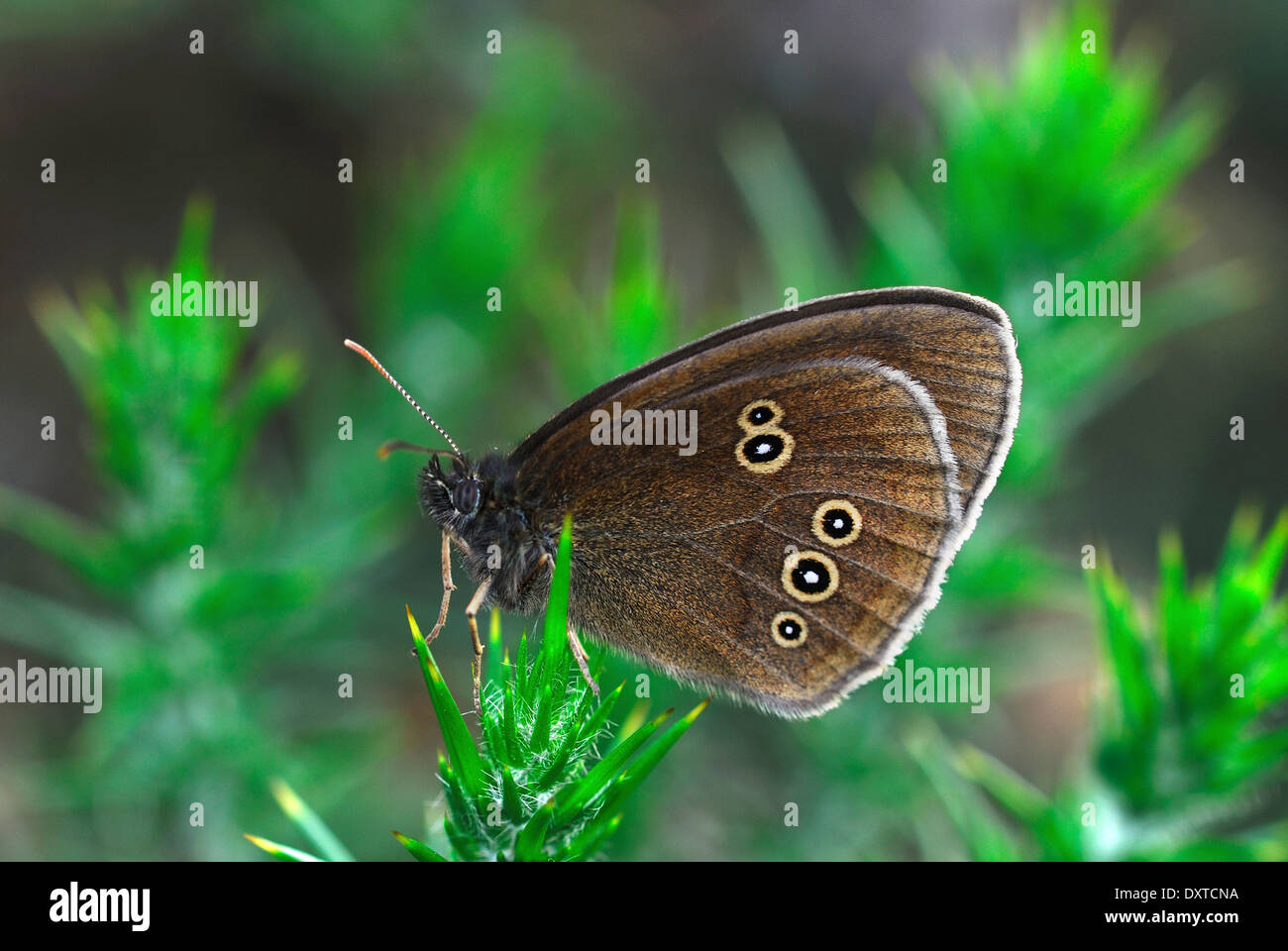 Un papillon : un au repos sur l'ajonc UK Banque D'Images